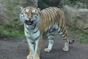 Tigre ZOO Santiago