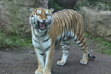 Tigre ZOO Nacional