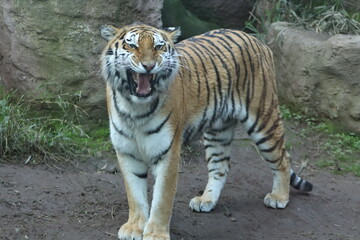 Tigre Zoo Nacional