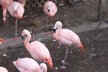Flamencos Zoo Nacional
