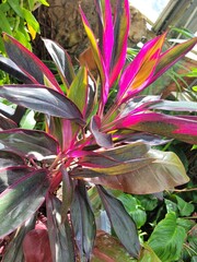 red and yellow flower