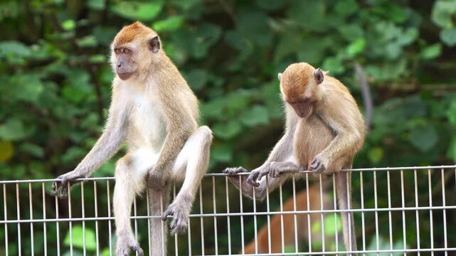 Two long-tailed macaques (macaca fascicularis) sitting on metal fence, scratching its body, wondering around the surroundings, close up shot of wildlife in urban environment.