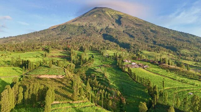 Aerial shot of tobbaco plantation with mount Sindoro on the background. Indonesia's cigarette agroindustry.