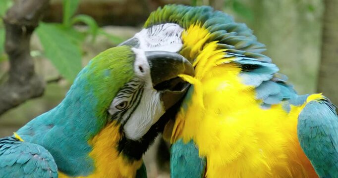 A pair of blue-and-yellow macaws, Ara ararauna are preening each other's feathers while perching on a twig.