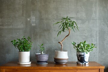 テーブルに並べた鉢植えの観葉植物