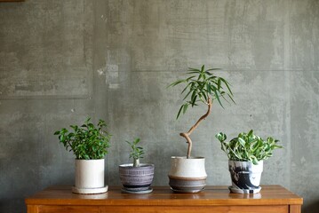 テーブルに並べた鉢植えの観葉植物