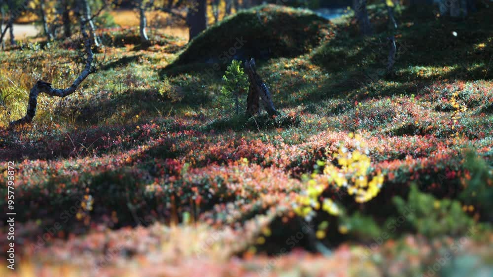 Poster a sunlit autumn forest floor displays a vibrant mix of colorful undergrowth, creating a warm and inv
