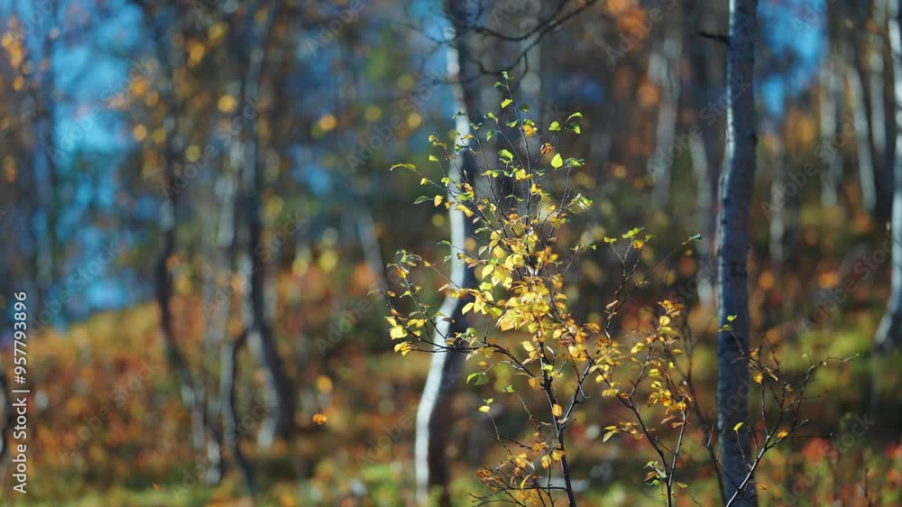 Poster a close-up of birch trees and falling leaves in autumn, emphasizing the bright leaves and the crisp,