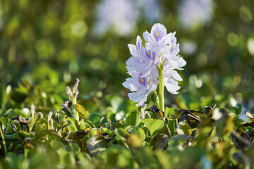 Pontederia crassipes (formerly Eichhornia crassipes), commonly known as common water hyacinth