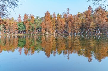The leaves of the sequoia by the park lake are yellowing