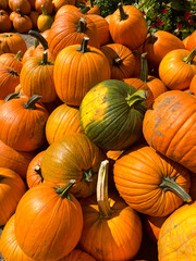 pile of pumpkins