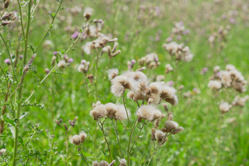 Dandelions in full bloom