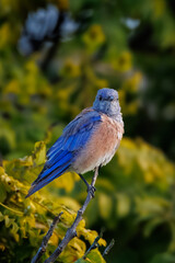 Closeup of Western bluebird 