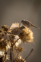 Group of house finch birds taking seeds and playing