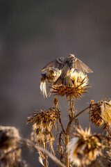 Group of house finch birds taking seeds and playing