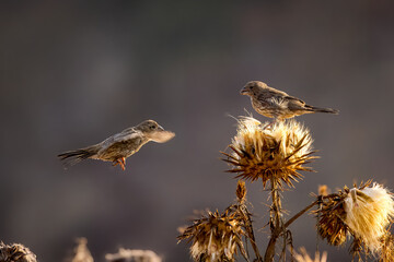 Group of house finch birds taking seeds and playing