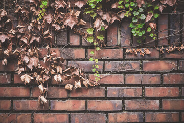 old brick wall with dried leaves and vines