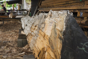 A split tree trunk