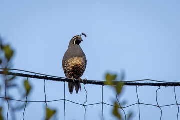 Closeup of a California Quail