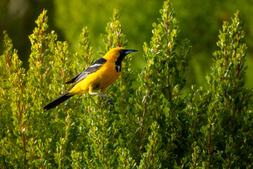 A hooded Oriole bird sits on the bush