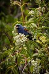 A male blue grosbeak bird taking fruits 