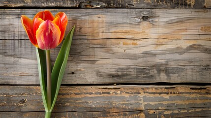 07240954 100. Stunning tulip flower with rich, vibrant colors contrasting with a background of old, rustic wooden planks, offering a beautiful copy space image
