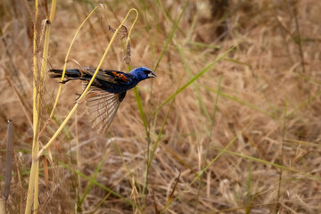 A male blue grosbeak bird taking fruits 