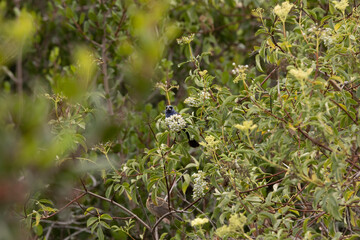 A male blue grosbeak bird taking fruits 