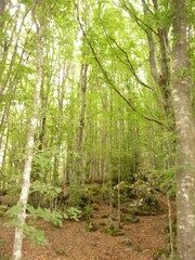 Mountain, Greenery, Landscape