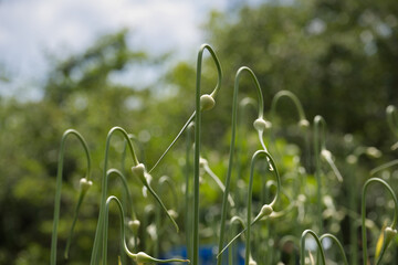 Close-up view of garlic scapes curling gracefully in a garden