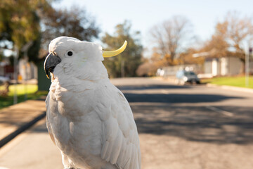 White Cockatoo with yellow crest close up picture of an Australian Bird. A native bird of the state...