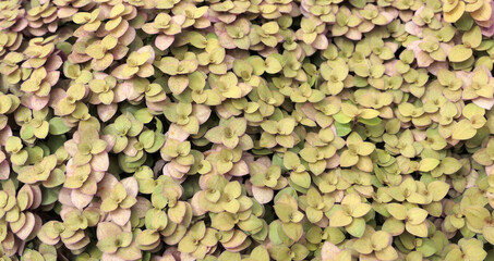 Ornamental leaves are grouped together into a panel.