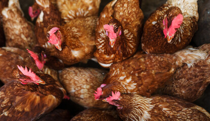 brown chicken or hen lay eggs in rural farm