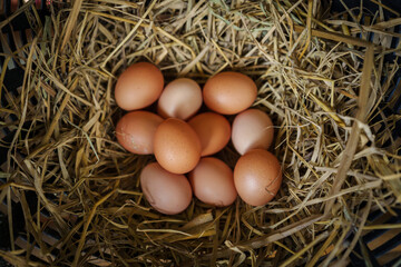 pile of brown organic eggs on straw in rural farm