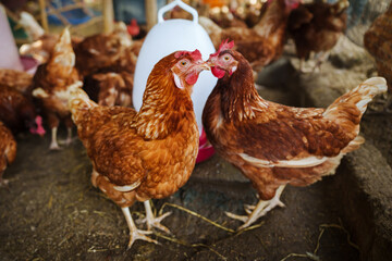 brown chicken or hen lay eggs in rural farm