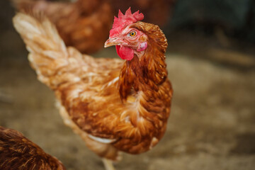 brown chicken or hen lay eggs in rural farm