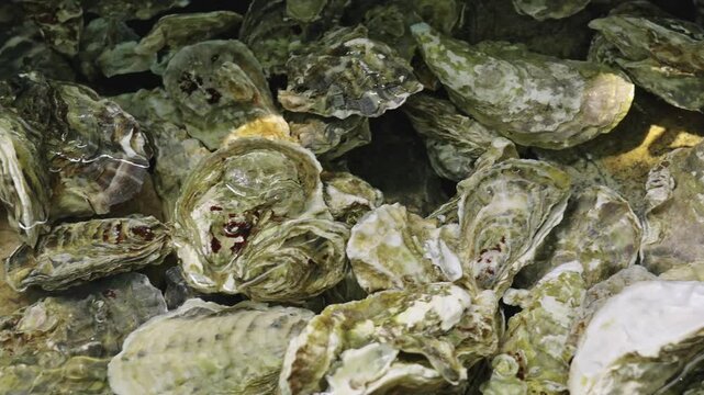 fresh oysters seashells in pool water.