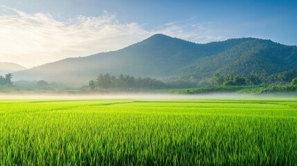 Fototapeta premium A vibrant green rice field with a mountain backdrop in the early morning light, Nan province, Thailand, with mist rising from the fields under a soft, clear sky