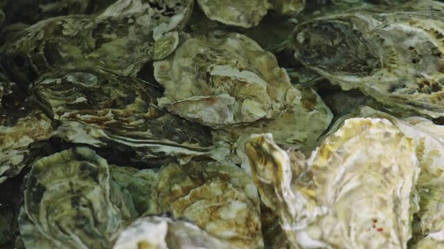 fresh oysters seashells in pool water.