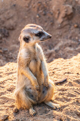 Meerkat, Suricata suricatta, on hind legs. Portrait of meerkat standing on hind legs with alert expression. Portrait of a funny meerkat sitting on its hind legs.