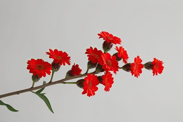 Fototapeta premium Vibrant Red Flower Branch Isolated on Clean White Background