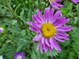Obraz premium Blooming purple flower in the garden