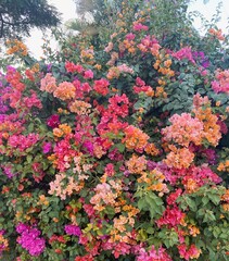 Obraz premium flowers in the garden