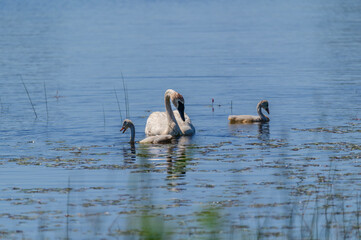 Family of Trumpeter Swans at Seney National Wildlife Refuge, near Seney, Michigan.