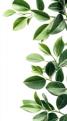 Vibrant green leaves arranged elegantly on a white background, perfect for nature-themed designs and botanical illustrations.