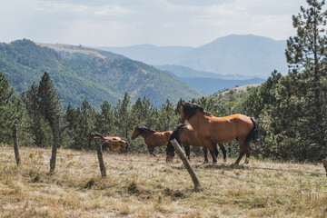 Brown horses grazing in the mountains during summer