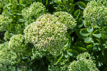 Flowering ornamental plant Sedum. A succulent in a flower bed in the garden.
