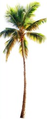 Obraz premium A tall, vibrant palm tree showcasing lush green fronds against a clean white background, perfect for tropical or summer-themed designs.