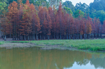 Green grass with red-leafed larch next to the park's lakes