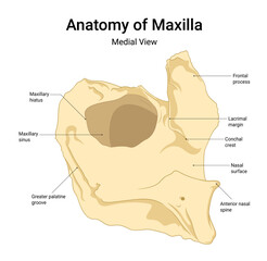 Anatomy of Maxilla Medial View